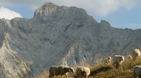 Sheep grazing and mating in alpine meadow. Ram approaching a female. Video stock 56018998