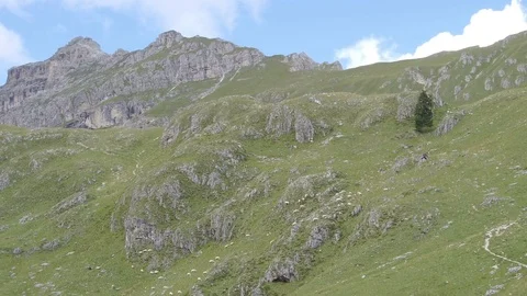 Sheep grazing in Antersas Stock Footage 79708485