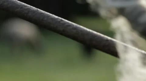 Sheep grazing in the background with wool snagged on old farm equipment Stock Footage 59122313