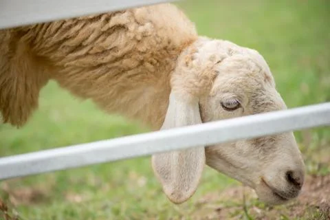 Sheep grazing behind bars Stock Photos
