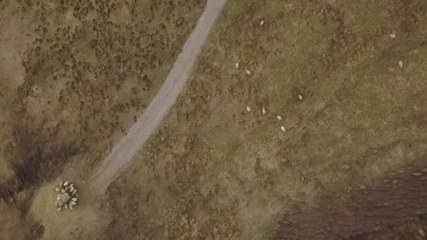 Sheep Grazing British Countryside Fields and Hills Yorkshire Pennines Видео 154367069