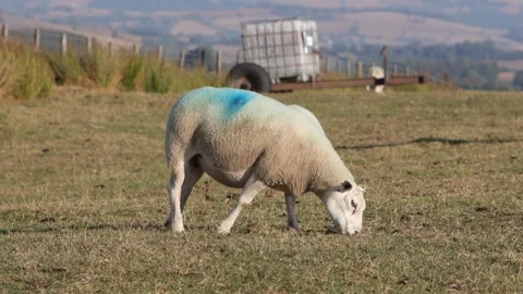 A Sheep grazing on brown grass in Welsh uplands after a long dry Summer. Powys Stockbeeldmateriaal 345086277