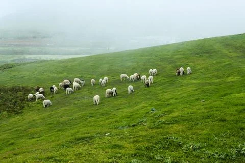 Sheep grazing in Caideros Fotos de archivo