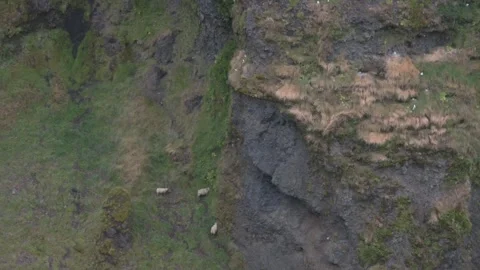 Sheep Grazing on Cliffside with Roosting Gulls, Mulagljufur Canyon, Iceland Stock Footage 345276401