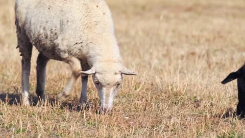 Sheep grazing close-up side view shot showing animal feeding while monitored for Stock Footage 333619111