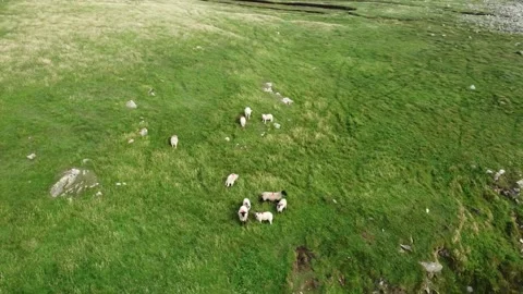 Sheep Grazing on the Coastline in County Mayo Stock Footage 246293349