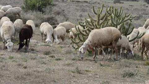Sheep Grazing in Desert Landscape with Cactus Stock Footage 244944007