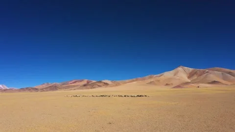Sheep grazing in dry areas Stock Footage 241992239