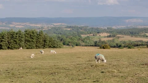 Sheep grazing dry upland grass after a long dry Summer. Powys, Wales. 2026 Stock Footage 345086323