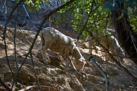 A sheep grazing on an elevated surface Stock Photos
