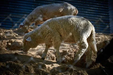 A sheep grazing on an elevated surface Stock Photos