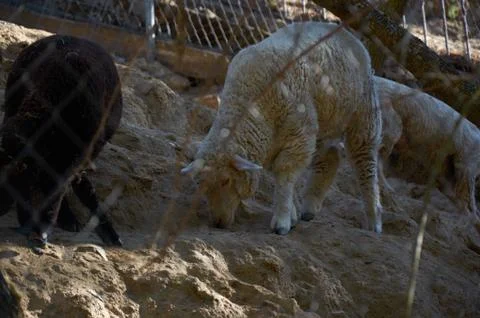 Sheep grazing on an elevated surface Stock Photos