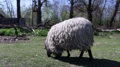 Sheep grazing on farm field Stock Footage 333510828