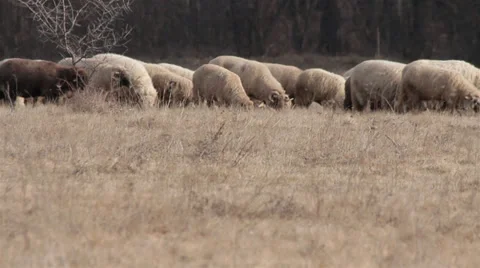 Sheep grazing on a farm. Stock Footage 34446747