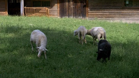 Sheep grazing at a farm Stock Footage 94110138