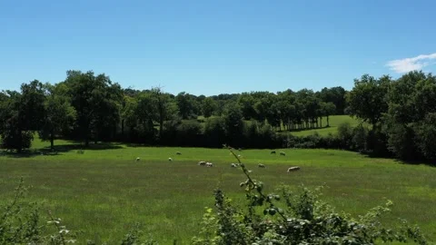 Sheep grazing in a field 3 Video stock 144377781