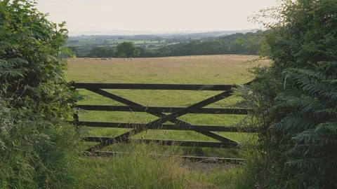 Sheep Grazing in Field Behind Gate at Sunset, 4k Video stock 93306577