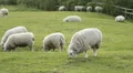 Sheep grazing in field in Cambridgeshire, England. HD Footage
