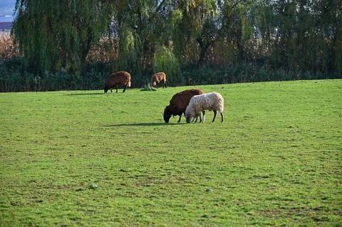 Sheep grazing in the field. Concept for animals and agriculture. Stock Photos