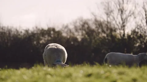 Sheep grazing in a field, farm animals rural scene Stock-Footage 329631994
