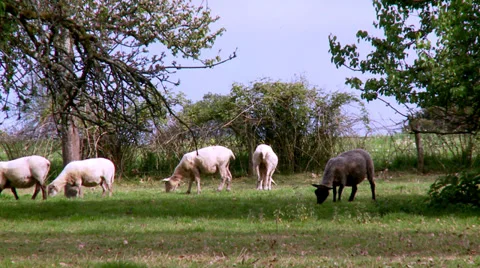 Sheep grazing in a field Stock Footage 32061715