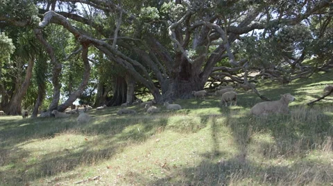Sheep grazing in a field Stock Footage 54260490