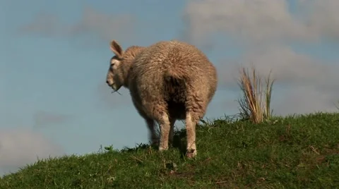 Sheep grazing on field Stock Footage 55571692