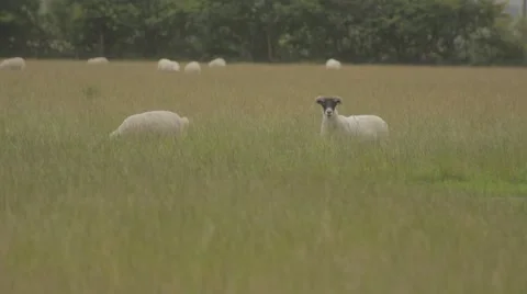 Sheep Grazing in a Field Stock Footage