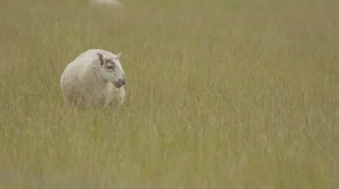 Sheep Grazing in a Field Video stock 60736218