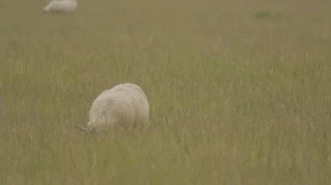 Sheep Grazing in a Field Video stock 60736239