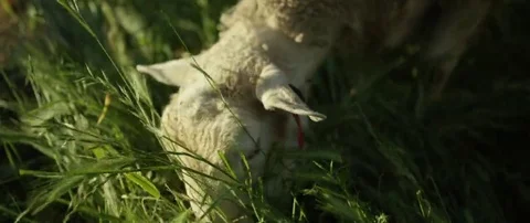 Sheep grazing in field Stock Footage 69201242