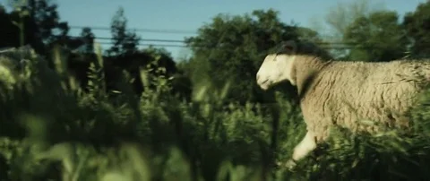 Sheep grazing in field Stock Footage 69201305