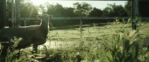 Sheep grazing in field Stock Footage 69201378
