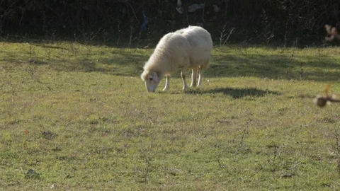 Sheep grazing in the field Stock Footage 73464083