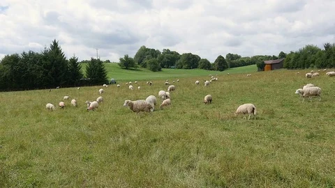Sheep grazing on the field Stock Footage 79100973