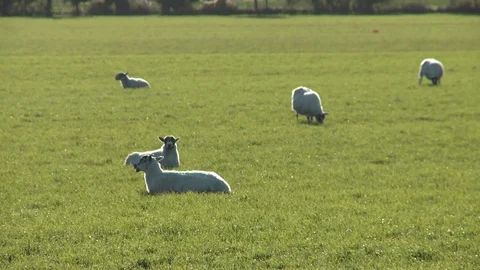 Sheep grazing in a field Stock Footage 93542390