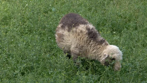 Sheep grazing in a field Stock Footage 94108606
