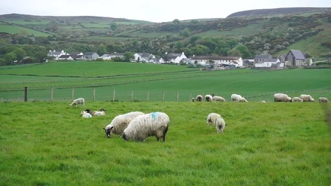 Sheep grazing in a field Stock Footage 108608743