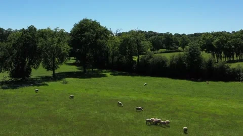 Sheep grazing in a field Video stock 144377562