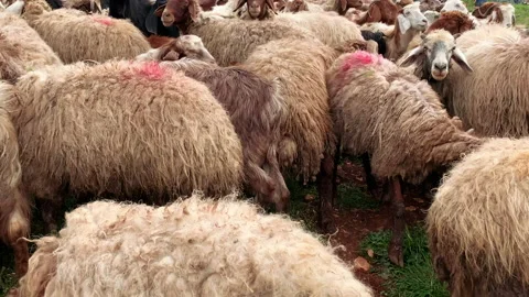 Sheep Grazing In A Field Vídeo Stock 151844402