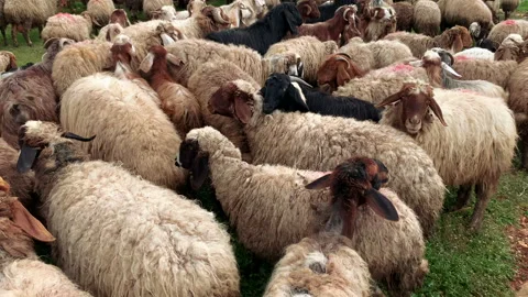 Sheep Grazing In A Field Vídeo Stock 151844492