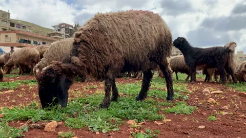 Sheep Grazing In A Field Vídeo Stock 151845418