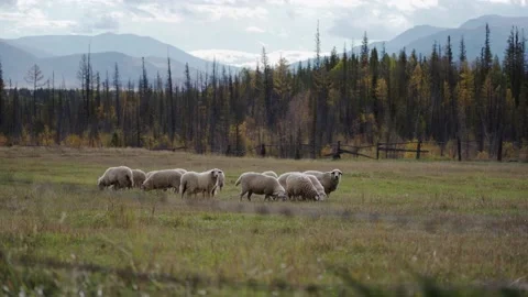Sheep grazing in field Stock Footage 171973763