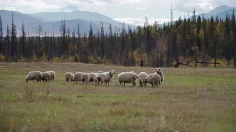 Sheep grazing in field Stock Footage 171973769