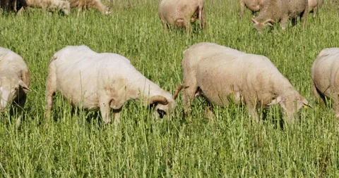 Sheep grazing in a field Stock Footage 196979281