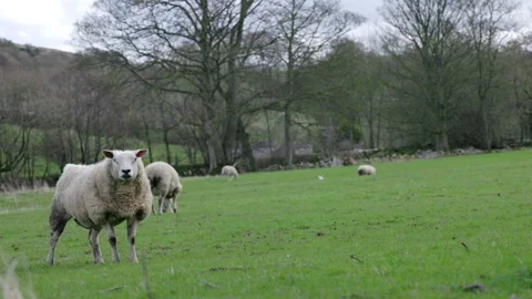 Sheep grazing in a field Vídeo Stock 270234909
