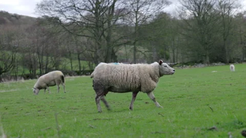 Sheep grazing in a field Vídeo Stock 270235167