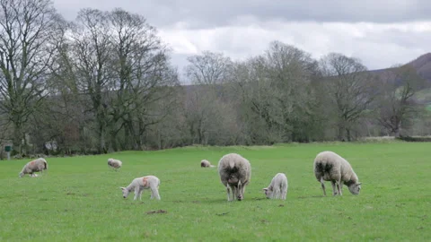 Sheep grazing in a field Vídeo Stock 270235302