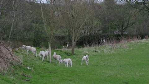 Sheep grazing in a field Vídeo Stock 270235696