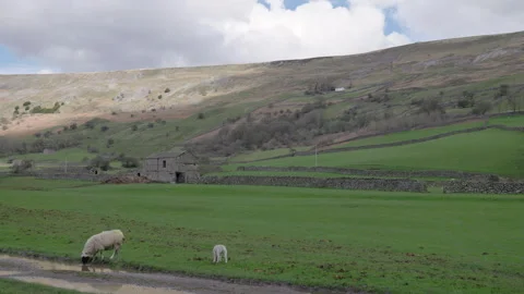Sheep grazing in a field Vídeo Stock 270235749